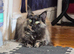 Female 2 year old main coon