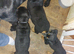 Kc registered very chunky solid pups