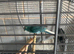 Pair of Kakariki