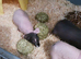SKINNY PIGS FEMALE