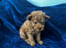 Toy poodle