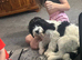 6 month old Cockapoo for sale