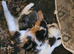 Maine coon Cross kitten
