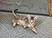 Savannah X kittens