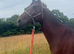 Project horse 15.3 5 year old tb