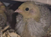 Button quail chicks
