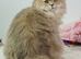 For Adoption: Beautiful British Longhair Male &ndash; Classic Tabby