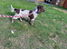 6 year Old cocker spaniel female rehome