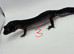 Black night leopard geckos