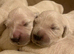 Retriever puppies - full health testing.