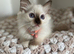 Stunning gccf chocolate ragdoll girl