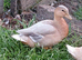 Apricot Call Drake