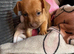 Dachshund puppies