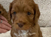 Rare smaller Asian poodle cross deep red puppies