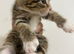 Maincoon x tabby kittens