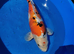 18 inch koi for sale