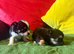 Beautiful Chichuahua pups