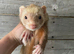 Few 1 year old ferrets and kits Jill’s & Hobs