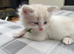 Beautiful ragdoll kittens