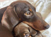 Brown boy dachshund