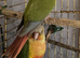 Handreared baby Conures