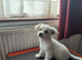 Pup in Leyton