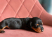 Stunning litter of Miniature Dachshunds