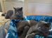 British shorthair kittens