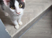 TICA REGISTERED MAINE COON KITTEN