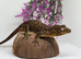 Male Mainland Chahoua gecko