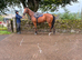 16hh gelding 4 yr old