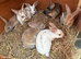 Mini Rex babies READY TO RESERVE NOW