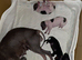 American Hairless Terrier puppies