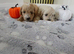 Maltipoo puppy 1 grils available
