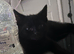 1 kitten