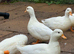 Call Ducks