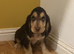 Boy Show type cocker spaniel