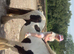 9 year old skewbald mare 12.2 hh