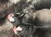 Pedigree Siberian husky puppies