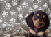 Mini dachshund