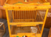 Goldfinch & mule cages