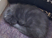 Cute grey kitten