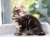 Tabby Kittens READY SOON