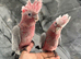 Friendly Baby Handreared Super Tame Cuddly Galah Cockatoo Parrot,12