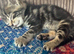 Tabby