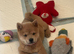Chow pups ready now papers to hand !!