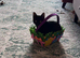 Male 7m old Kitten