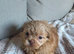 8 week old shih tzu boy