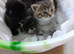 Gorgeous bengal x Persian kittens
