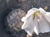Tortoises for sale.